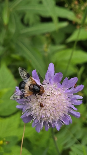 Pellucid Hover Fly