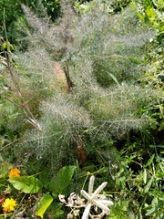Foeniculum vulgare dulce