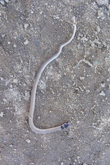 Tantilla