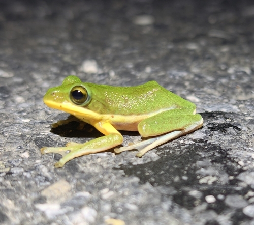 Chinese Flying Frog