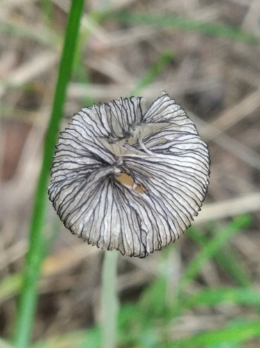 Coprinopsis stercorea