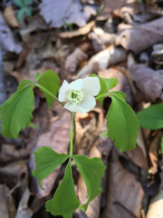 Anemonoides quinquefolia