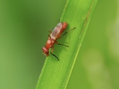 Zacompsia fulva