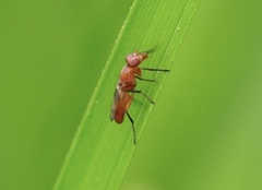 Zacompsia fulva