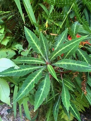 Impatiens omeiana