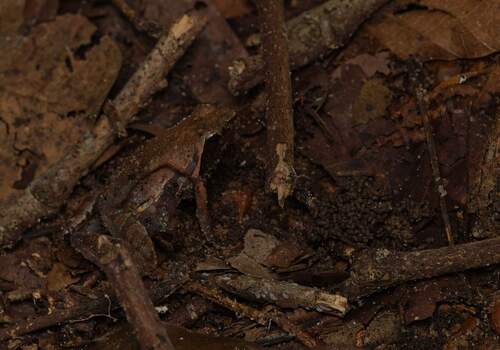 Coast River Frog