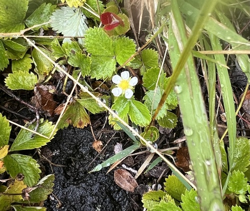 Fragaria, 2026-07-13