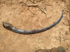 Synbranchus marmoratus