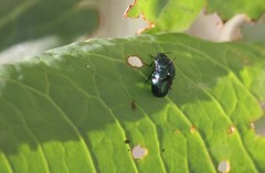 Gastrophysa cyanea