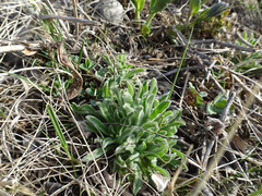 Lithospermum incisum