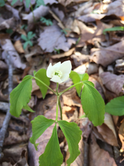 Anemonoides quinquefolia