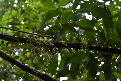 Lepisorus accedens observed 2026-07-01