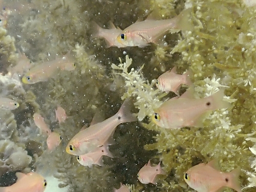 Orangelined Cardinalfish