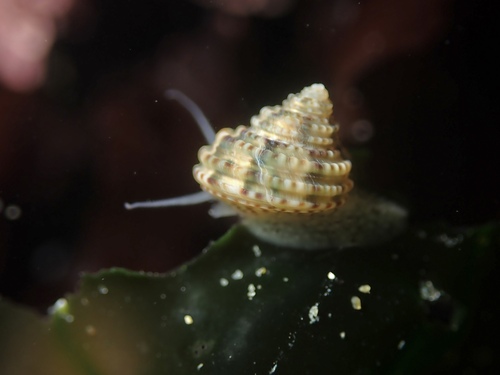 Calliostoma gemmulatum, 2026-07-11