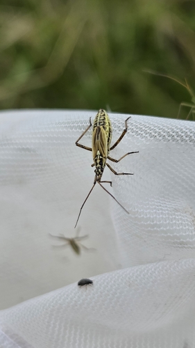 Meadow Plant Bug