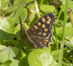 Pararge aegeria
