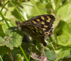 Pararge aegeria