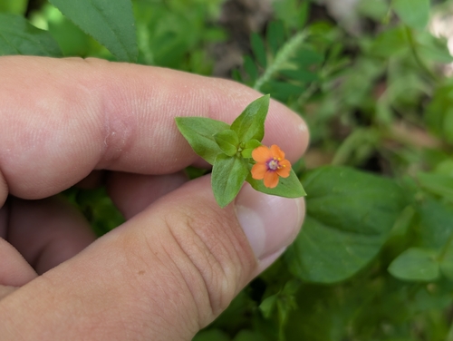 Lysimachia arvensis observed 2026-07-13
