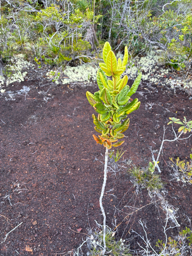 Pancheria hirsuta observed 2026-07-14