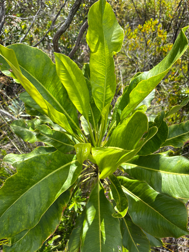 Myodocarpus involucratus observed 2026-07-14