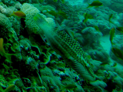 Oxycheilinus digramma