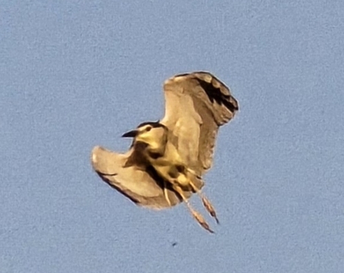 Black-crowned Night Heron