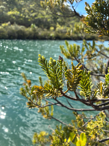 Retrophyllum minus observed 2026-07-14