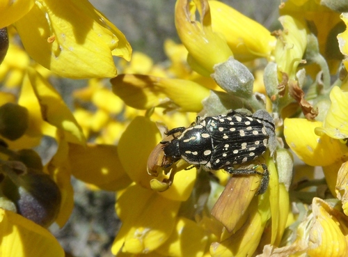 Oxythyrea gronbechi