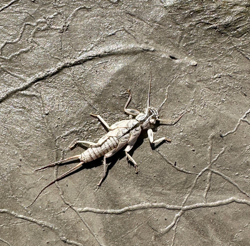 Shortwing Stonefly