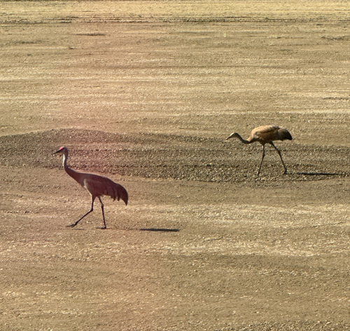 Sandhill Crane