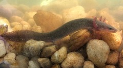 Necturus punctatus