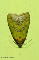Doloessa viridis