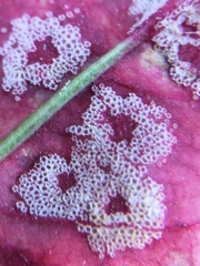 Puccinia phragmitis