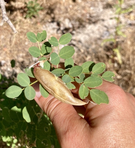 bladder senna (Colutea arborescens)