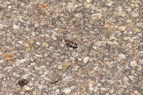 Northern Dune Tiger Beetle, Driebergen-Rijsenburg, Nederland, photo 8 of 10