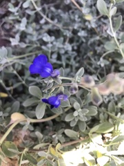 Salvia chamaedryoides