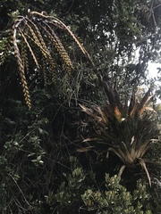 Tillandsia clavigera