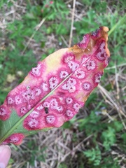 Puccinia phragmitis