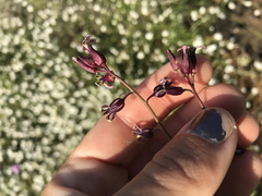 Caulanthus heterophyllus