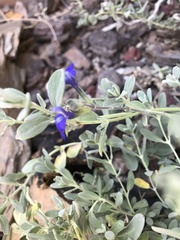 Salvia chamaedryoides