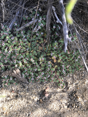 Euphorbia polycarpa polycarpa