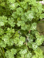 Alchemilla arvensis