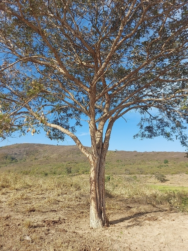 Platypodium elegans, photograph 2