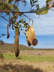 Platypodium elegans