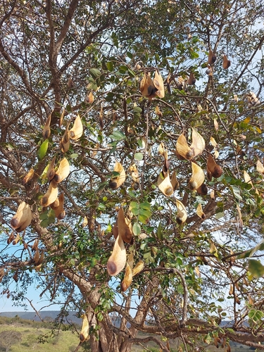Platypodium elegans, photograph 3