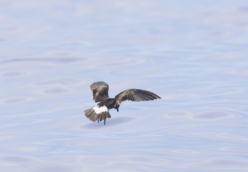 iNaturalist image