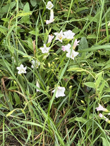 field bindweed