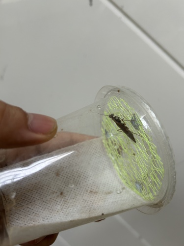 Spilomantis occipitalis