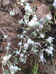 Stylocline gnaphaloides