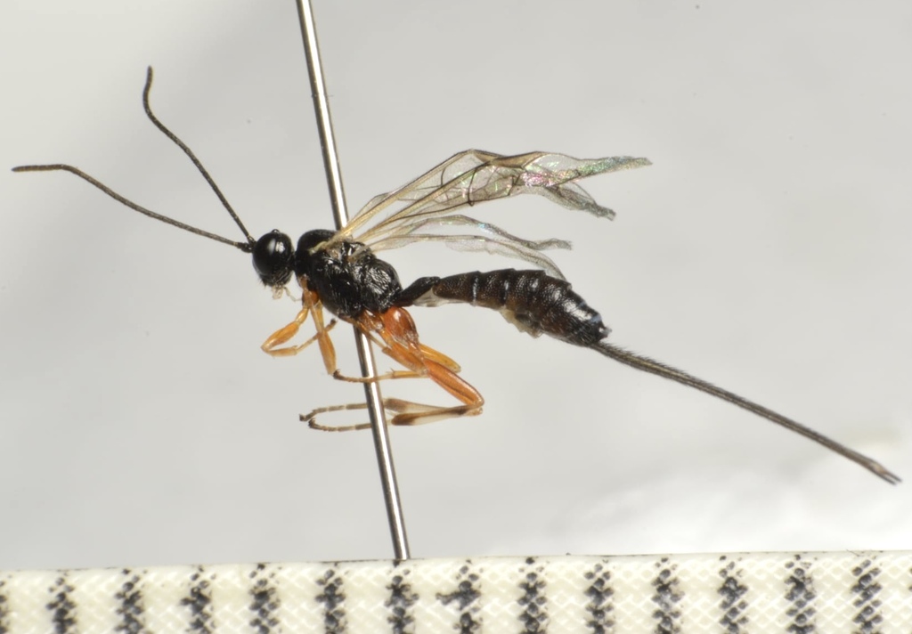 Scambus calobatus